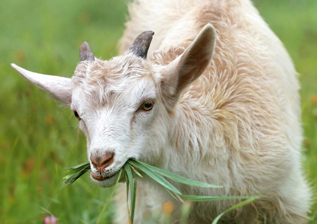 Close-up of a young goat eating grass in a vibrant green field.