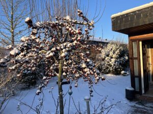 Winter in Schwedeneck