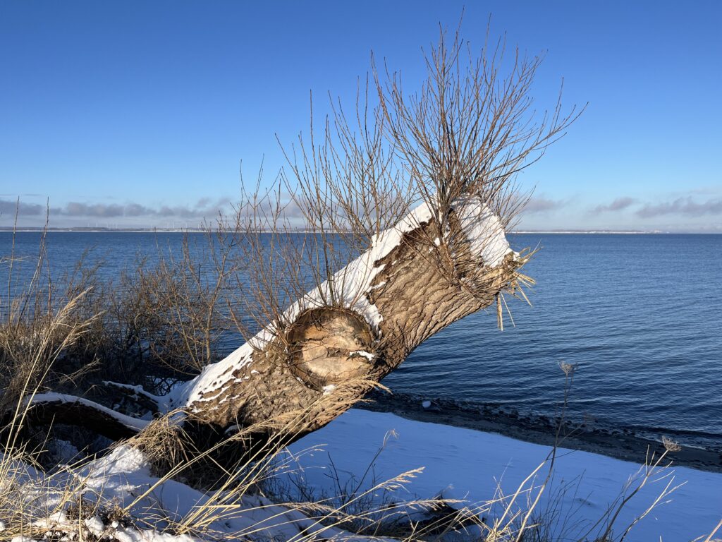 Ein Baumstumpf trotz den Stürmen an der Steilküste